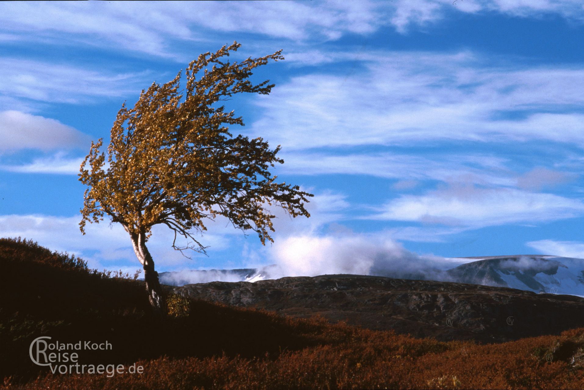 Norwegen - vom Wind gebeugte Birke im Nationalpark Jotunheimen